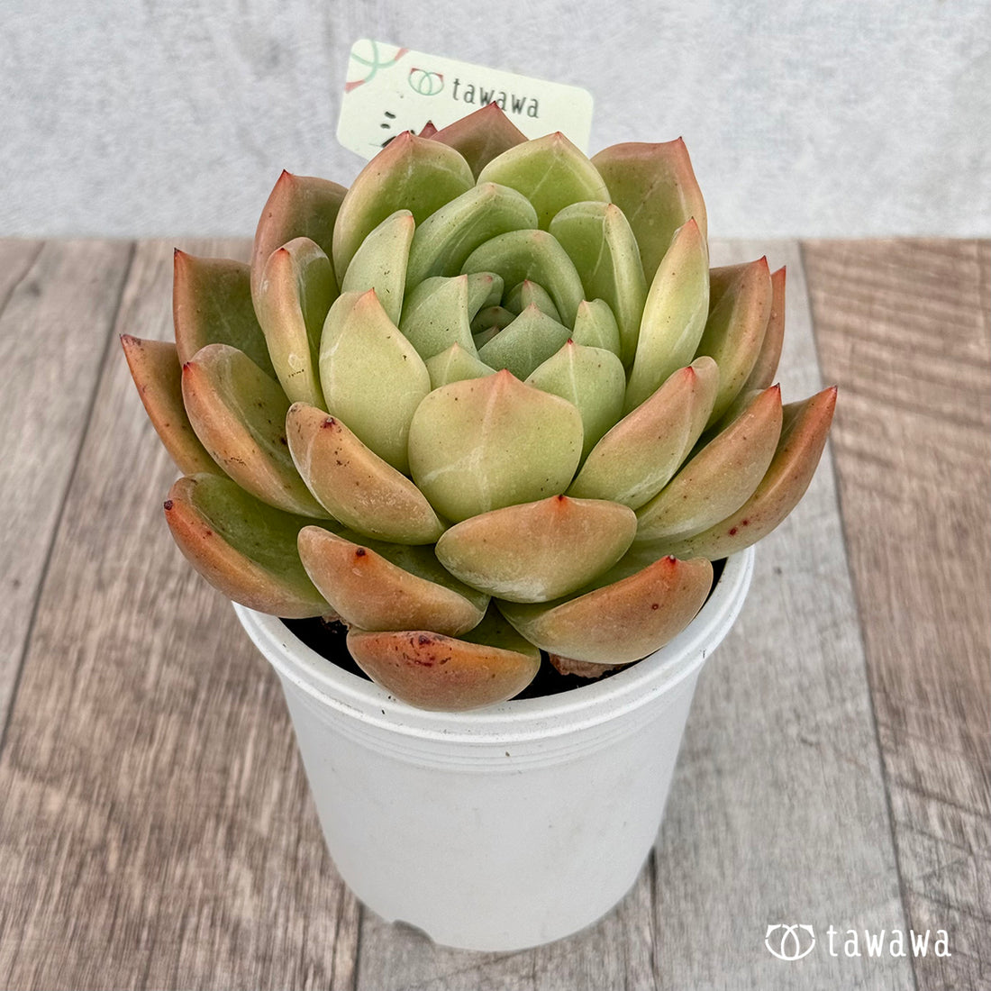 シャンペーン 【tawawaハウス苗】