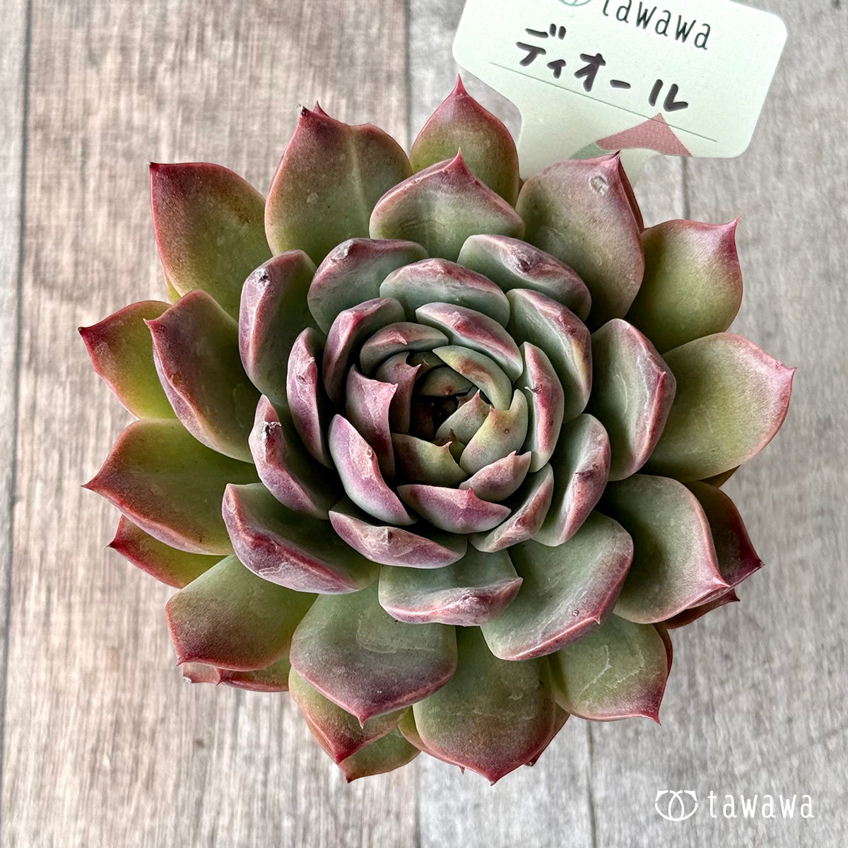 ディオール【tawawaハウス苗】