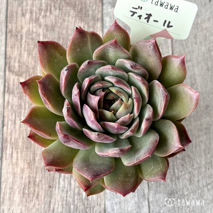 ディオール【tawawaハウス苗】