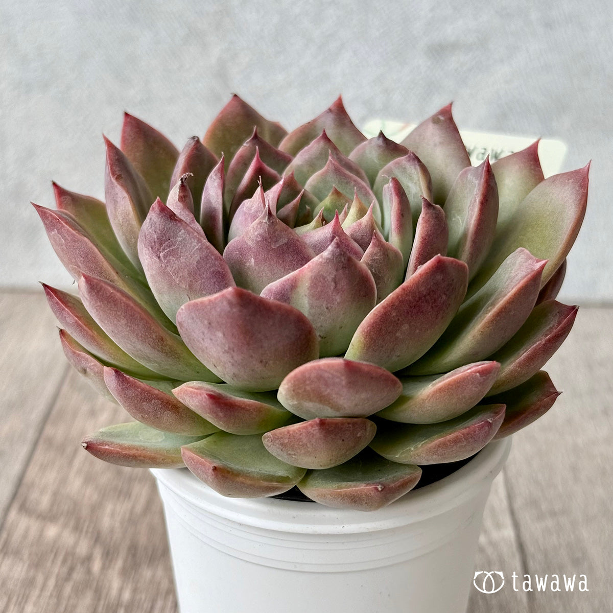 ディオール【tawawaハウス苗】