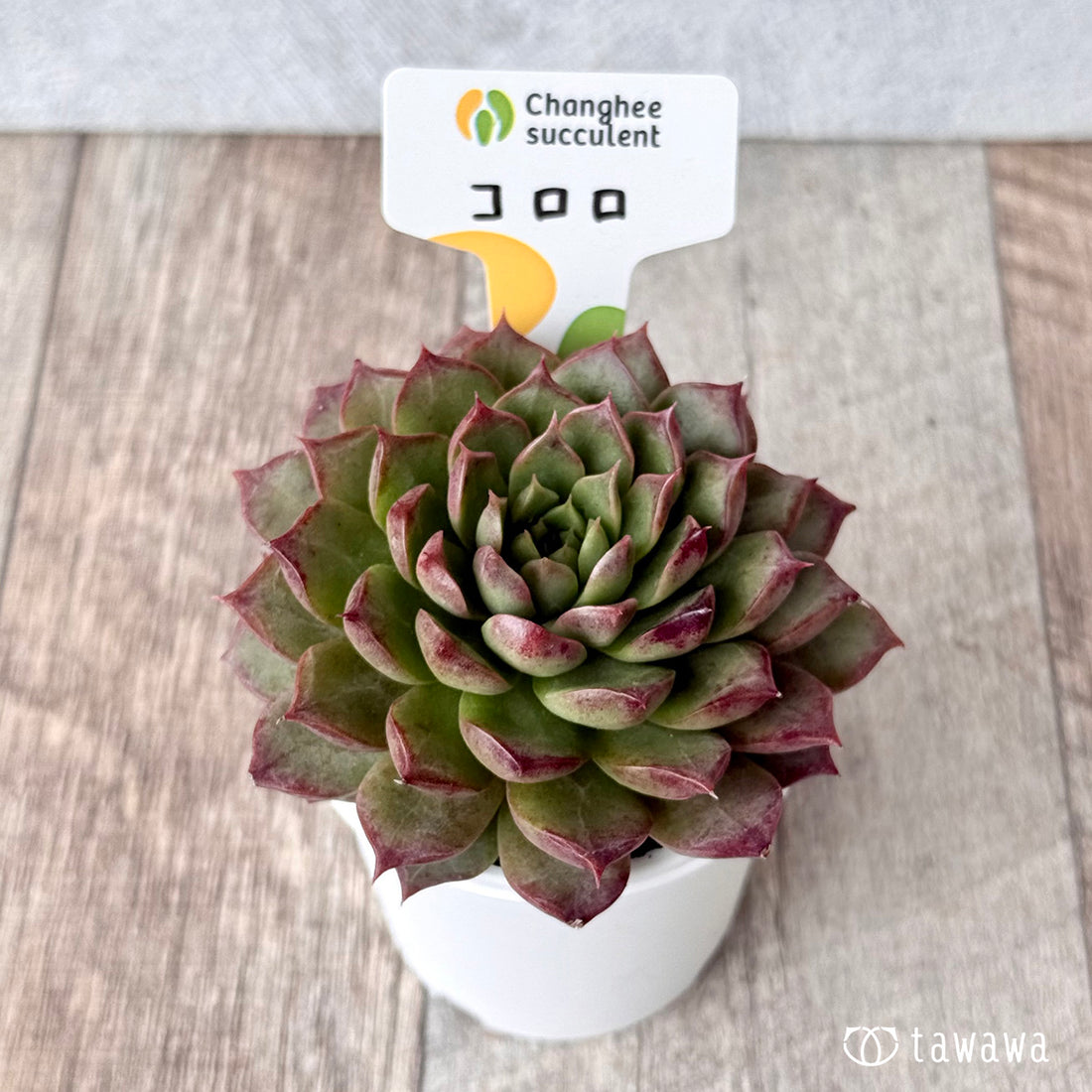 New Arrivals: Ice Green