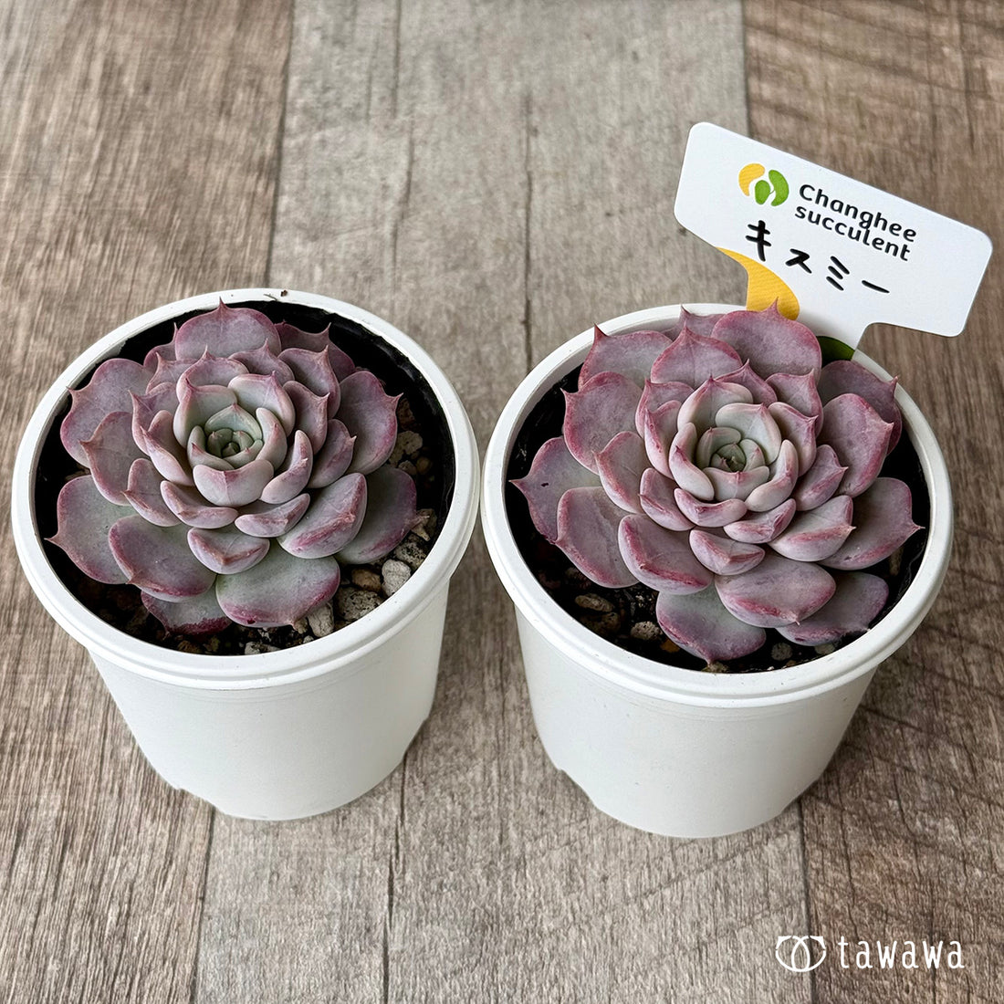 New Arrivals: Ice Green