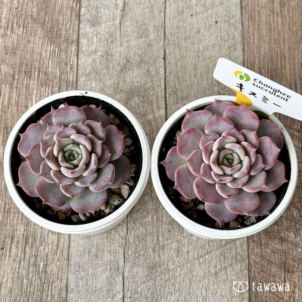 キスミー （チャンヒー農園）【tawawaハウス苗】