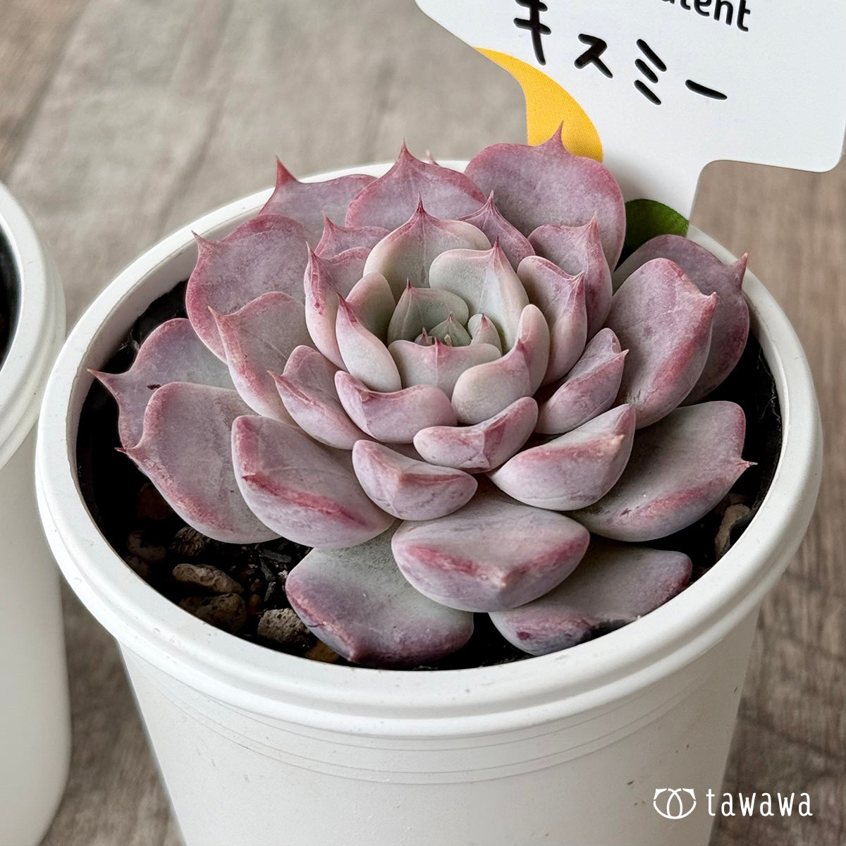 キスミー （チャンヒー農園）【tawawaハウス苗】 – 多肉植物の通販