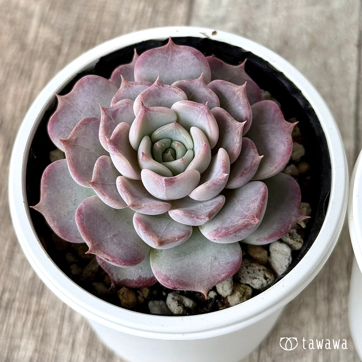 キスミー （チャンヒー農園）【tawawaハウス苗】 – 多肉植物の通販