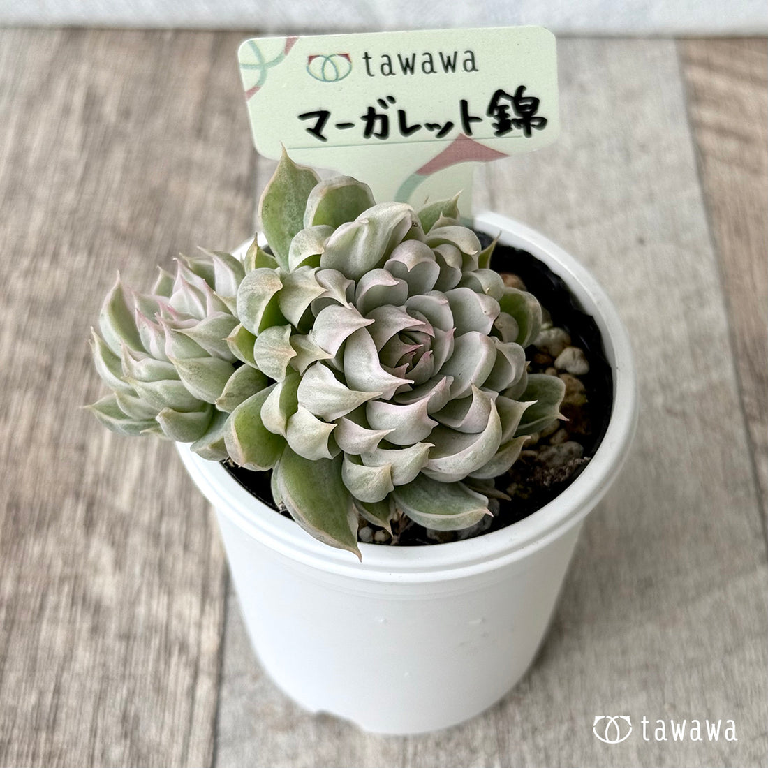 ＊新発売＊　マーガレット錦【tawawaハウス苗】