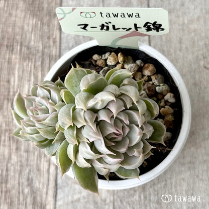 ＊新発売＊　マーガレット錦【tawawaハウス苗】