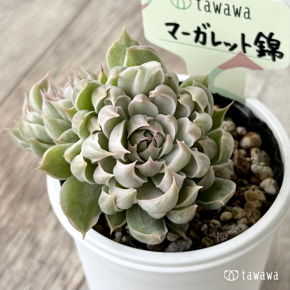 ＊新発売＊　マーガレット錦【tawawaハウス苗】