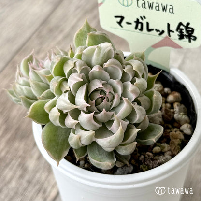 ＊新発売＊　マーガレット錦【tawawaハウス苗】