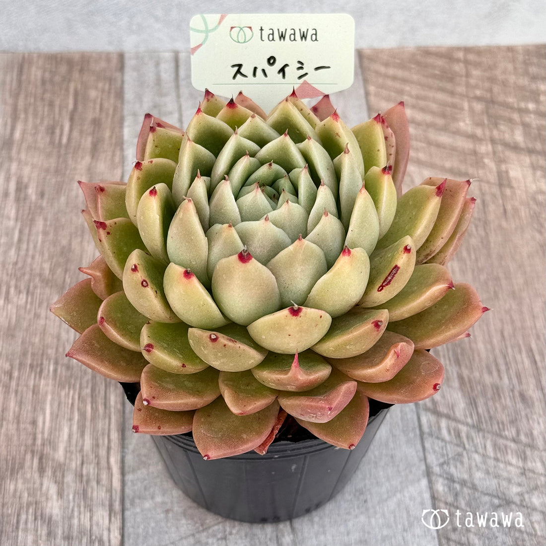 スパイシー 【tawawaハウス苗】