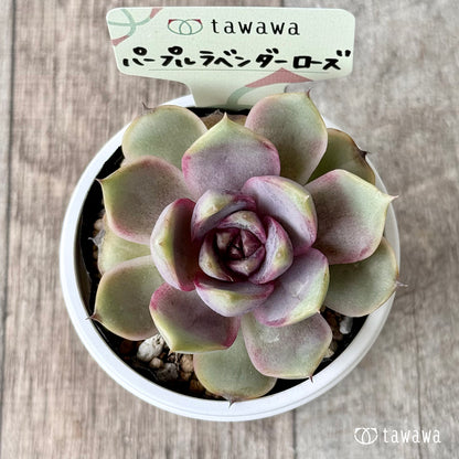＊新発売＊　パープルラベンダーローズ 【tawawaハウス苗】