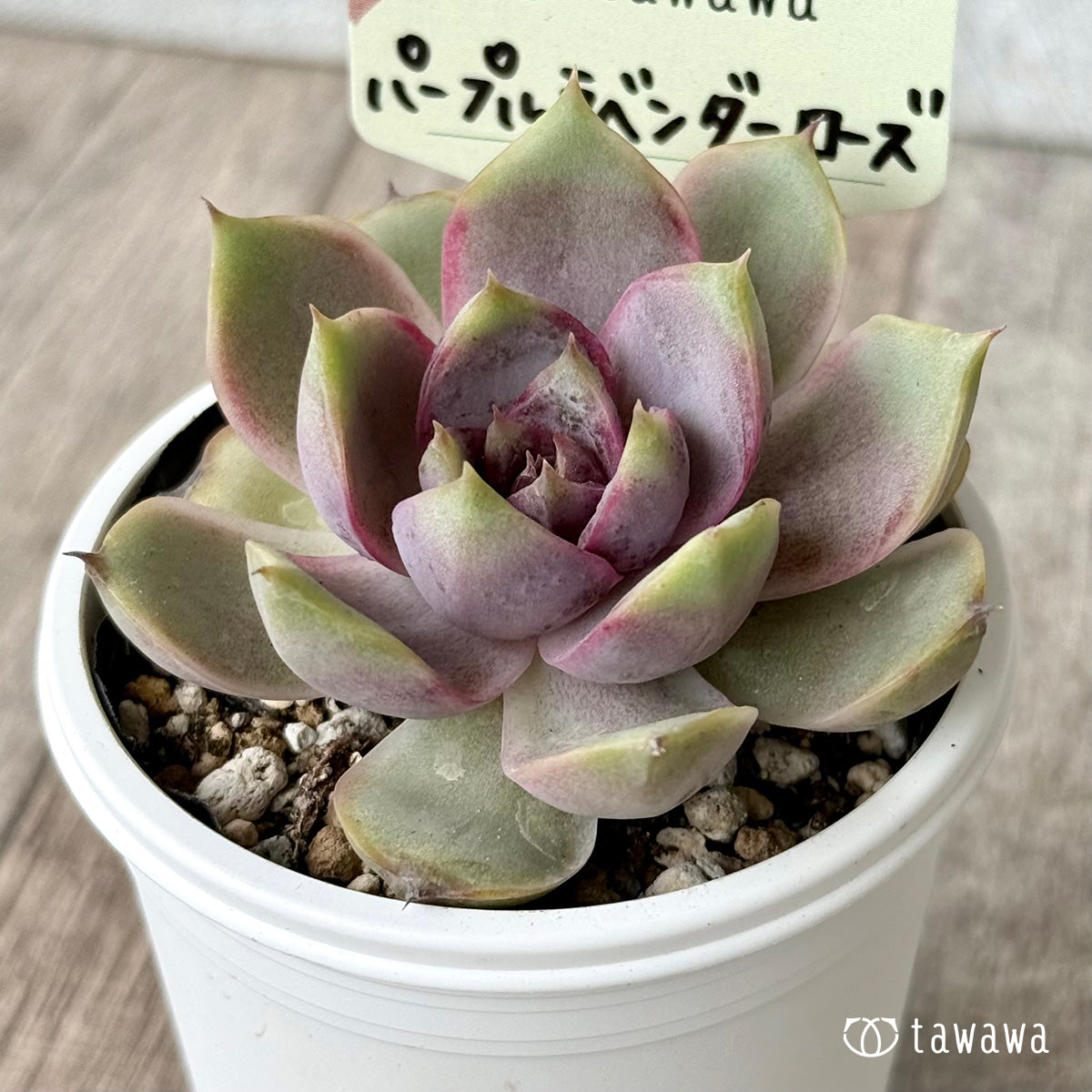 Purple Lavender Rose [Tawawa House Seedlings]