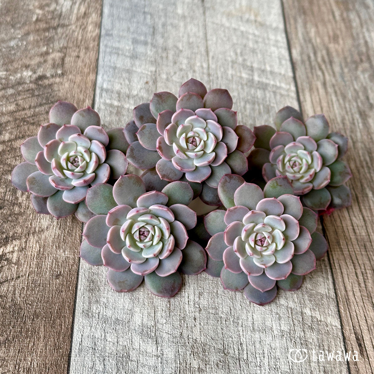 Echeveria – tagged 