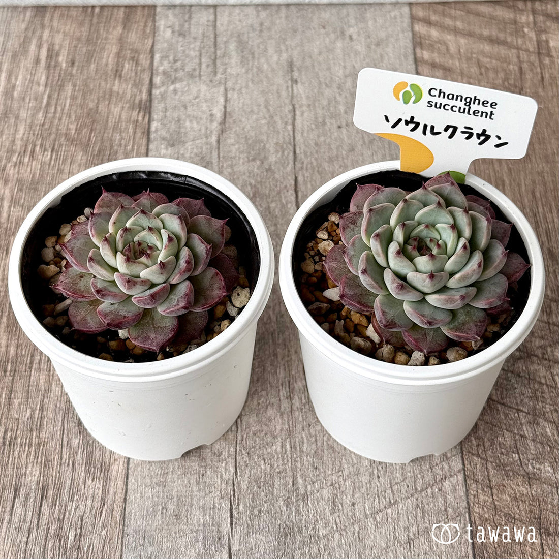 *新発売* ソウルクラウン(チャンヒー農園)【tawawaハウス苗】