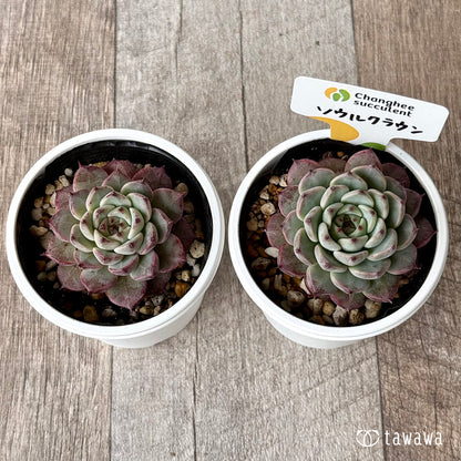 ＊新発売＊　ソウルクラウン（チャンヒー農園）【tawawaハウス苗】