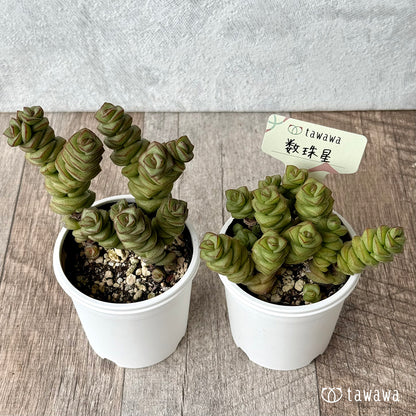 数珠星【tawawaハウス苗】