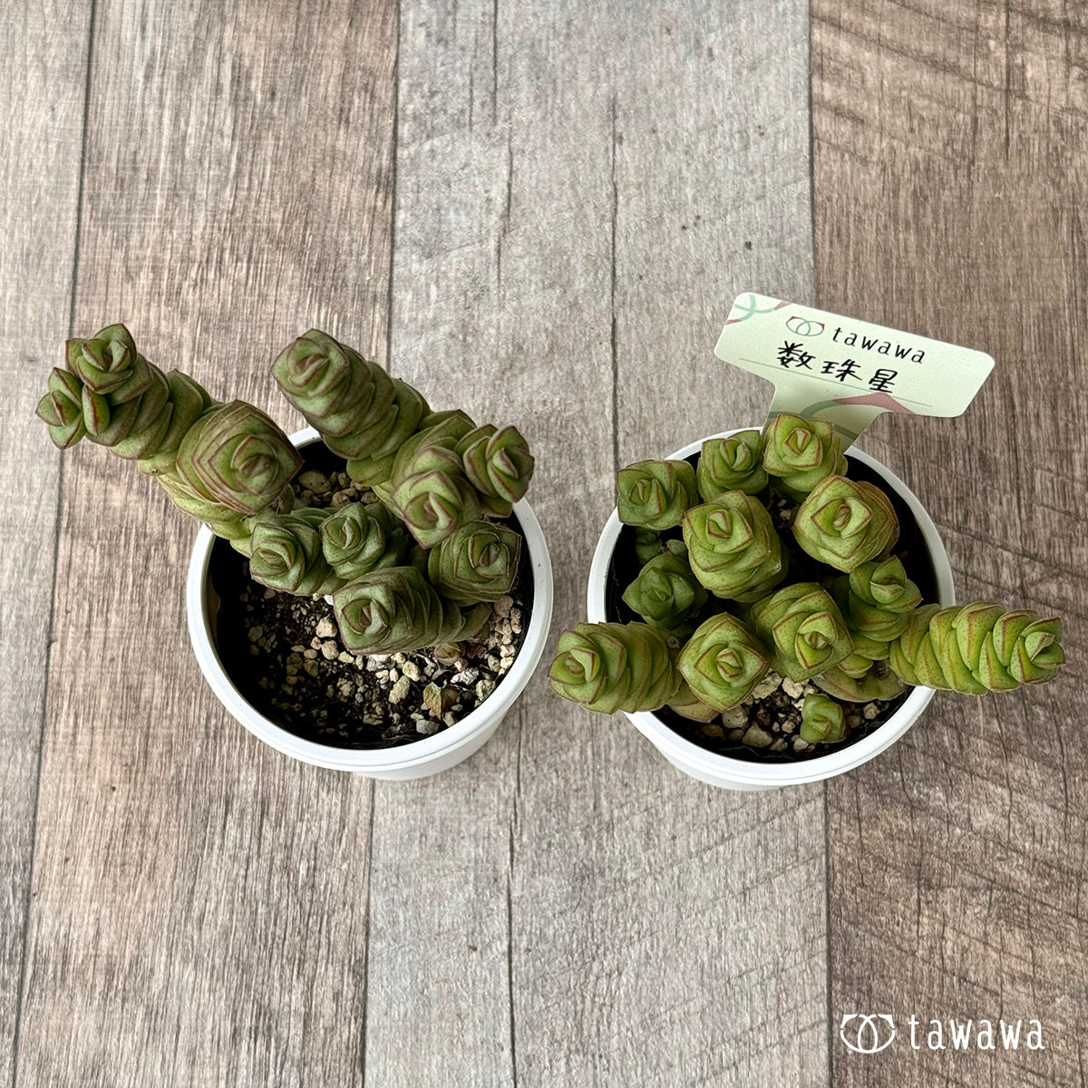 数珠星【tawawaハウス苗】