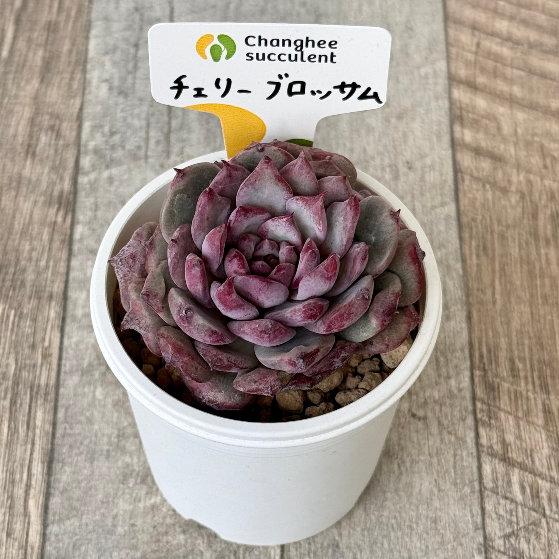 新入荷＊ チェリーブロッサム （チャンヒー農園苗） – 多肉植物の通販
