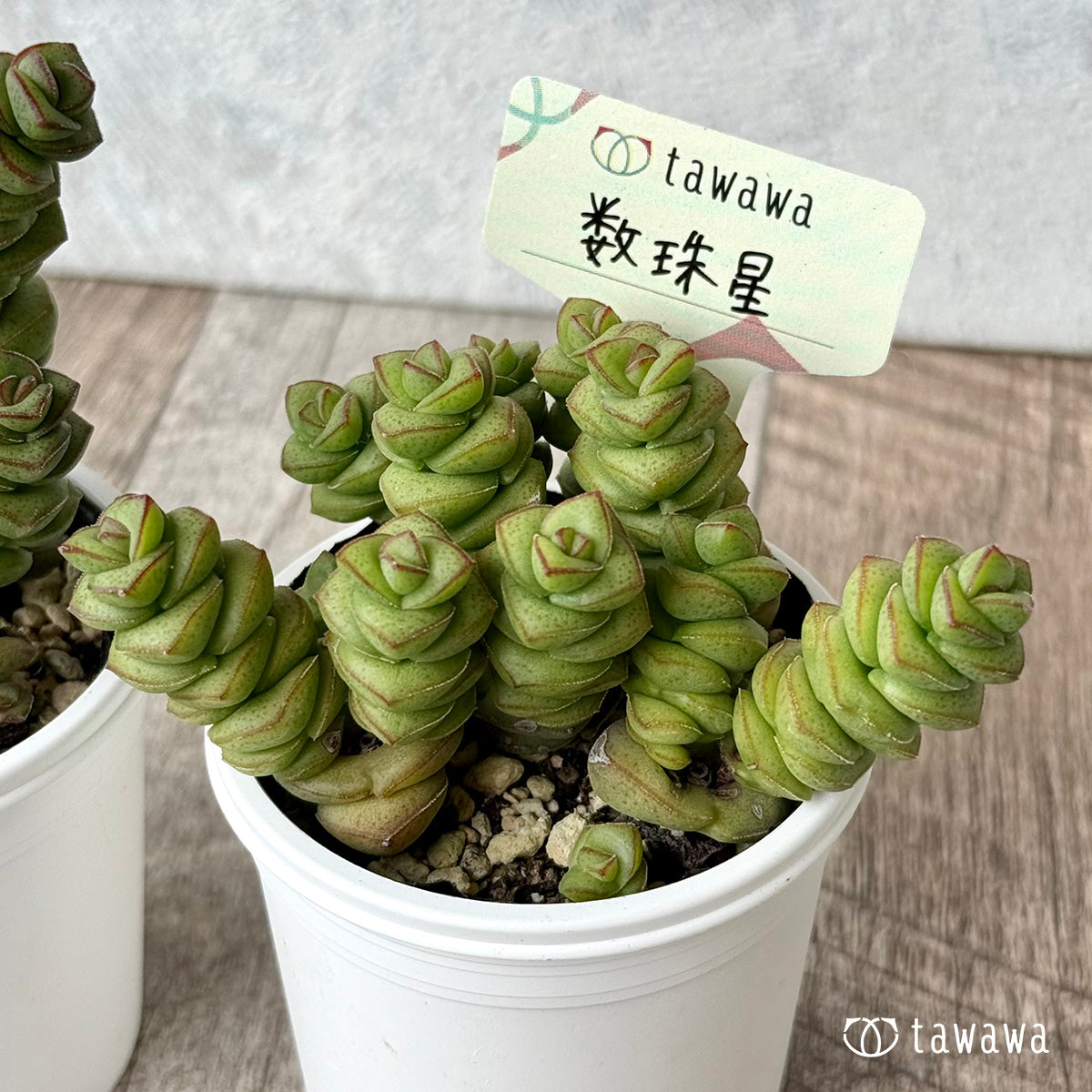 数珠星【tawawaハウス苗】