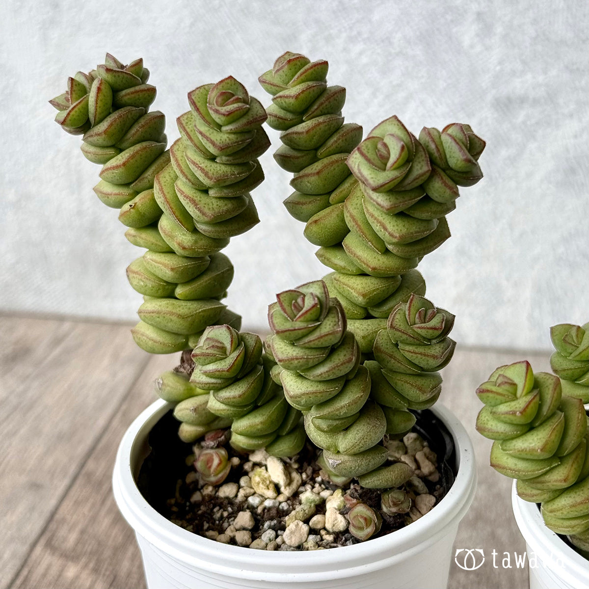 数珠星【tawawaハウス苗】