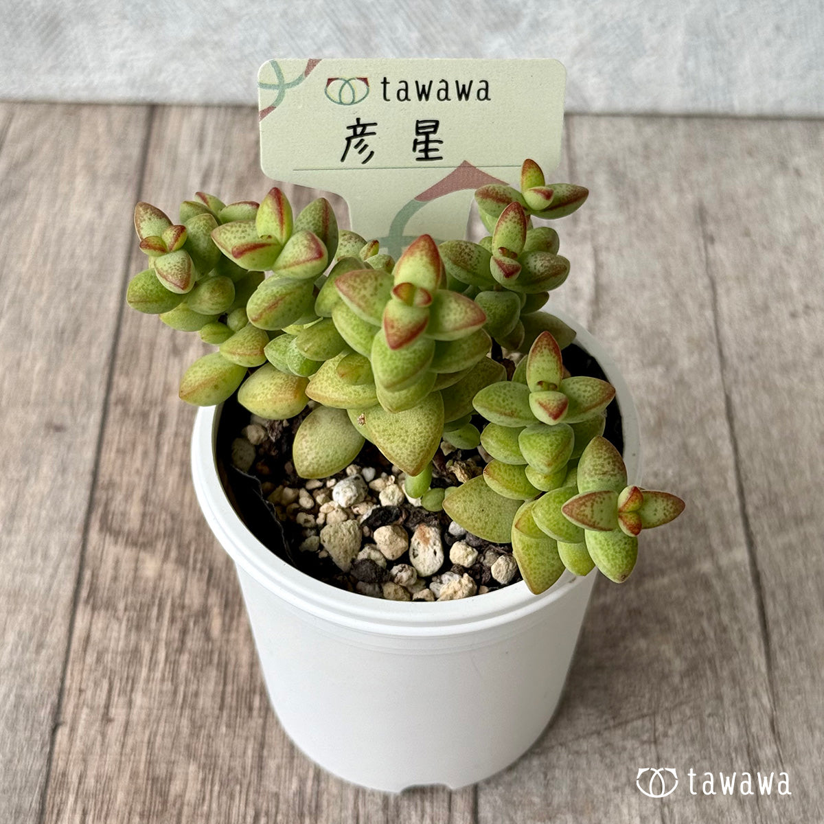 彦星【tawawaハウス苗】