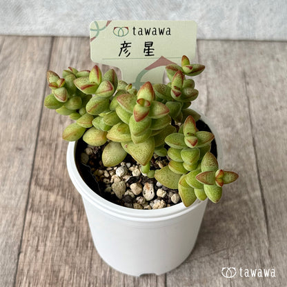 彦星【tawawaハウス苗】