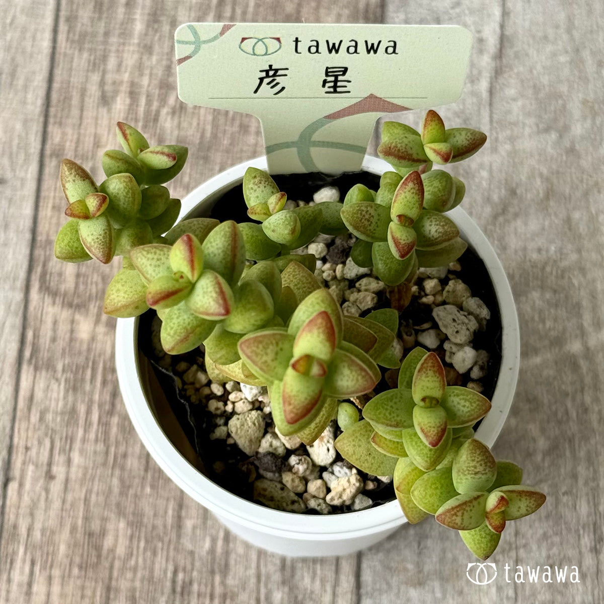 彦星【tawawaハウス苗】