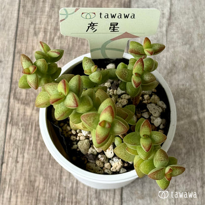 彦星【tawawaハウス苗】