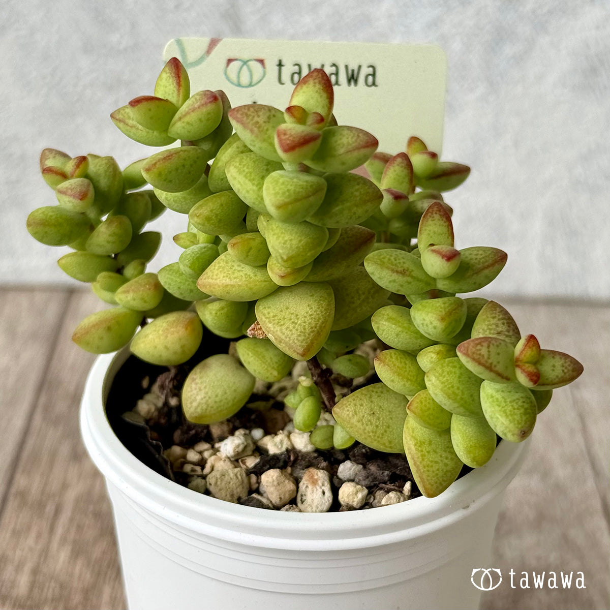 彦星【tawawaハウス苗】