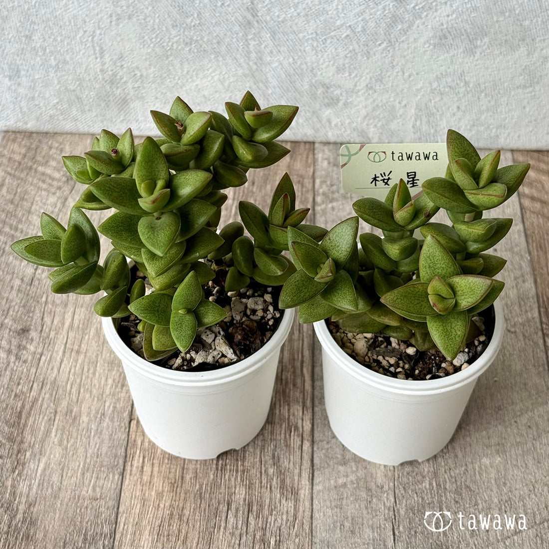 桜星【tawawaハウス苗】