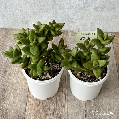 桜星【tawawaハウス苗】