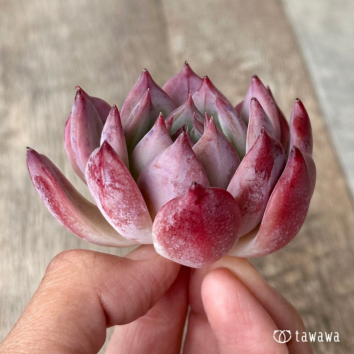 colorata