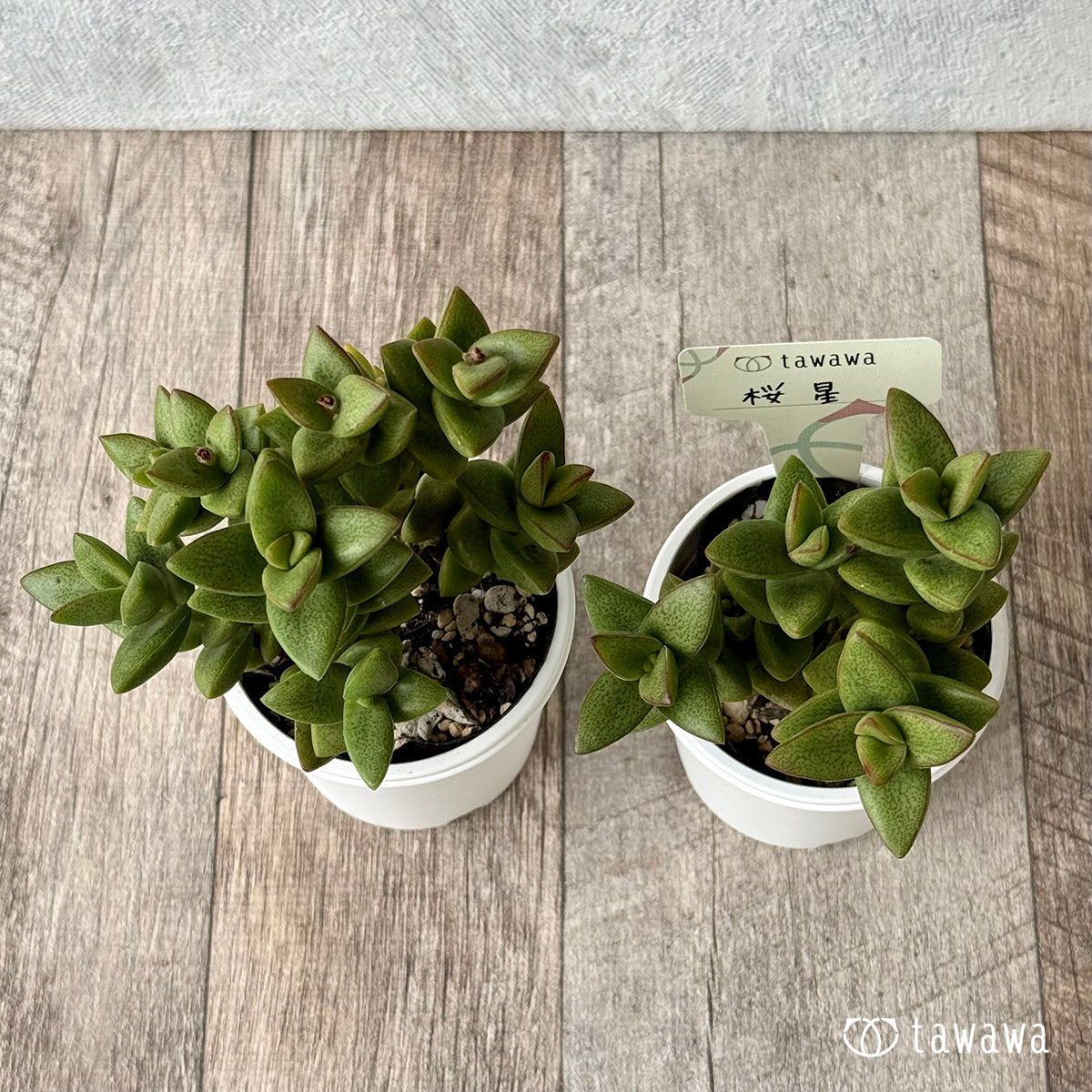 桜星【tawawaハウス苗】