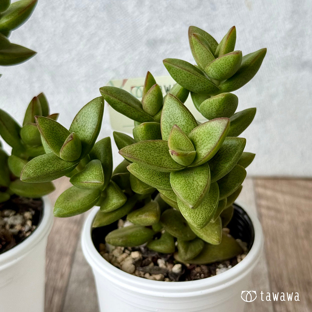 Ouse [Tawawa House Seedling]
