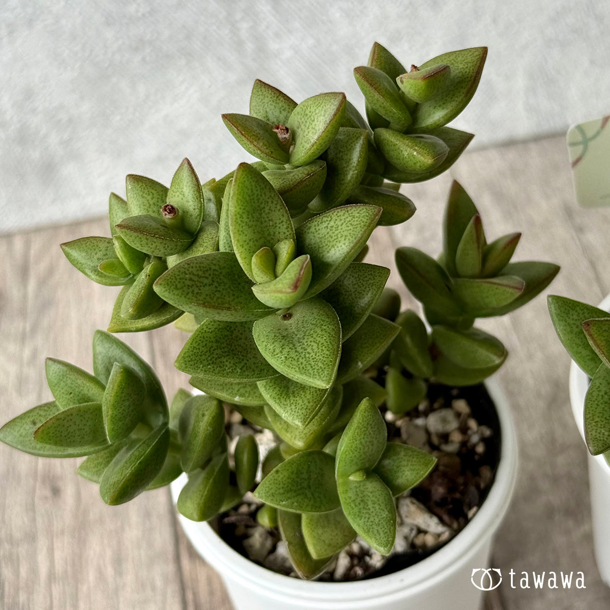 Ouse [Tawawa House Seedling]