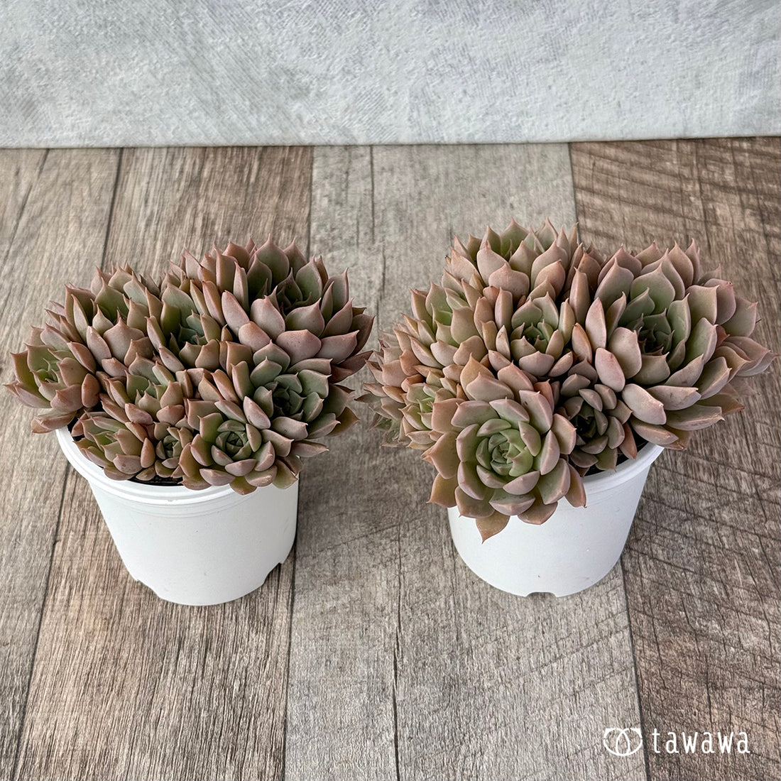 名前のない葉挿し苗　【tawawaハウス苗】