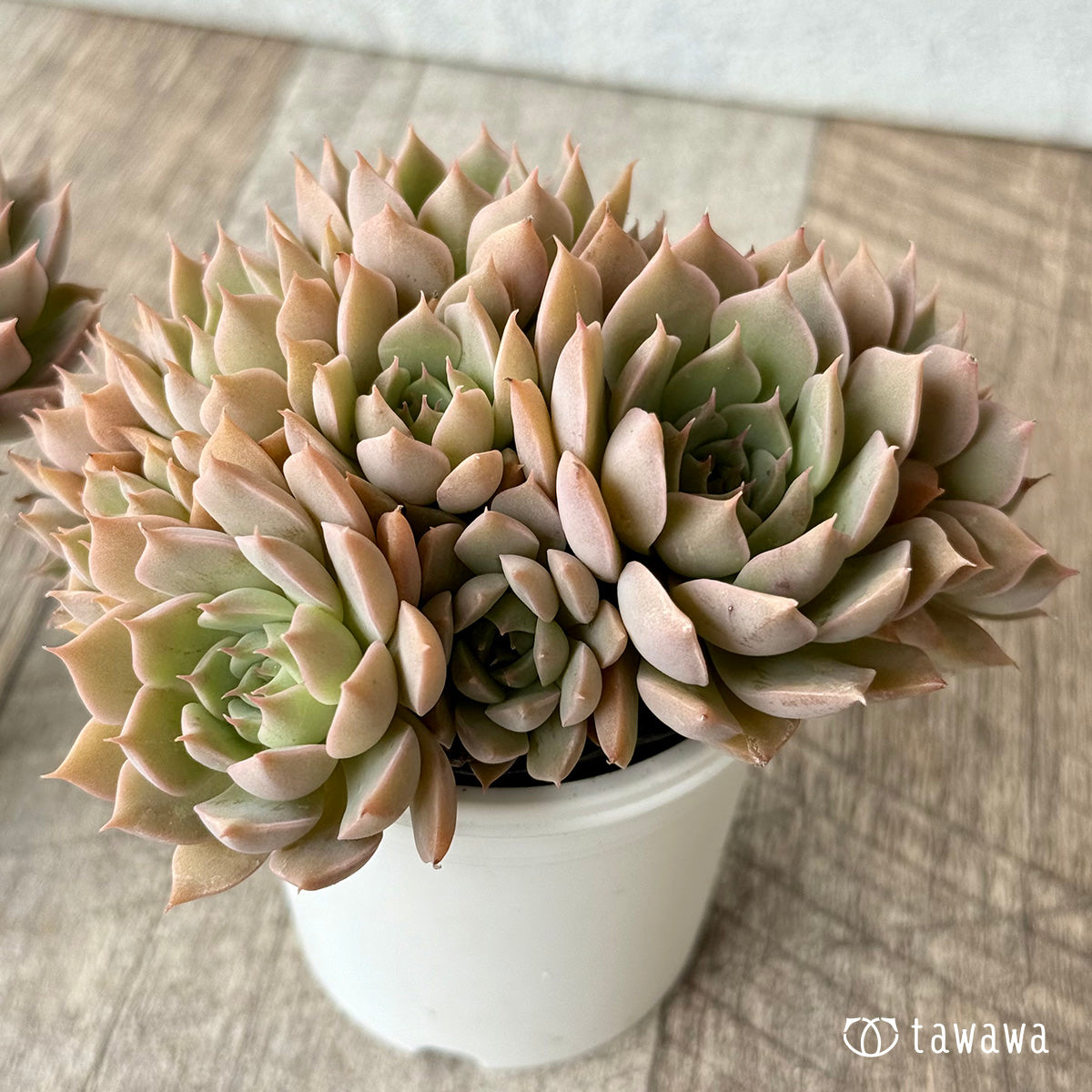 名前のない葉挿し苗　【tawawaハウス苗】