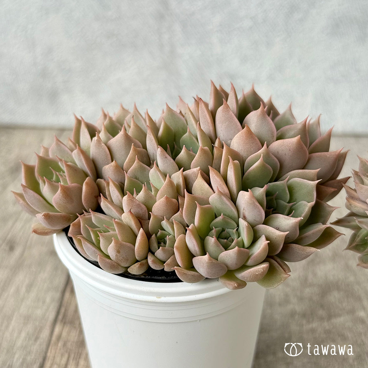 名前のない葉挿し苗　【tawawaハウス苗】