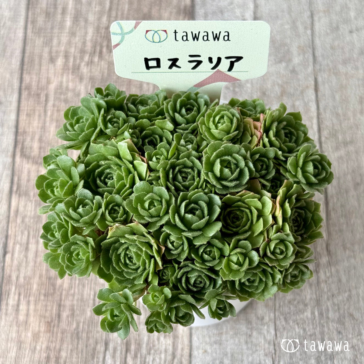 ロスラリア【tawawaハウス苗】
