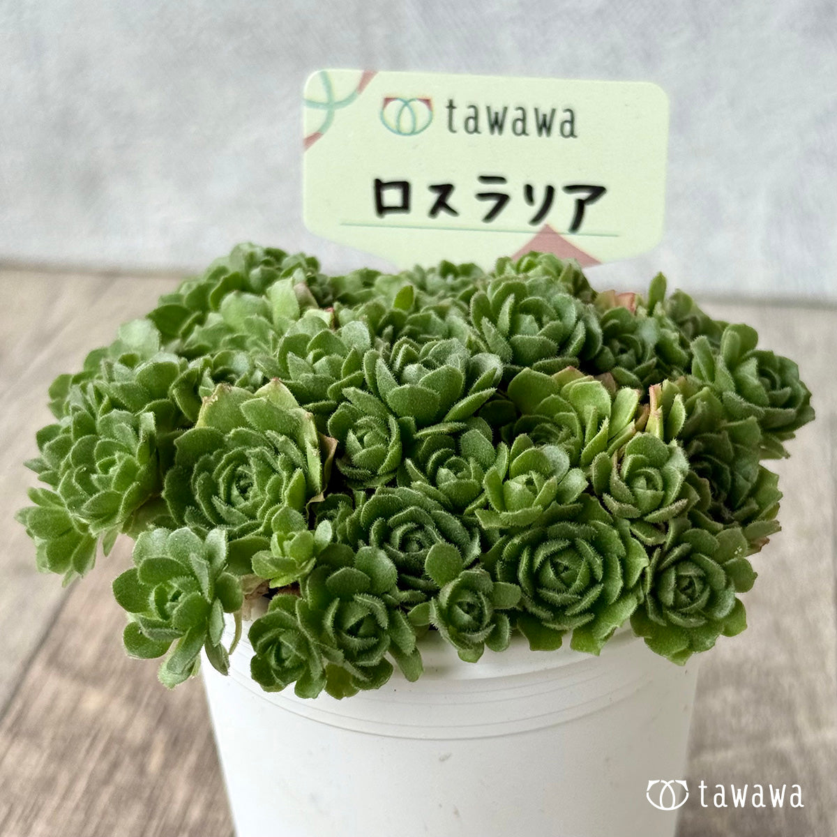 ロスラリア【tawawaハウス苗】