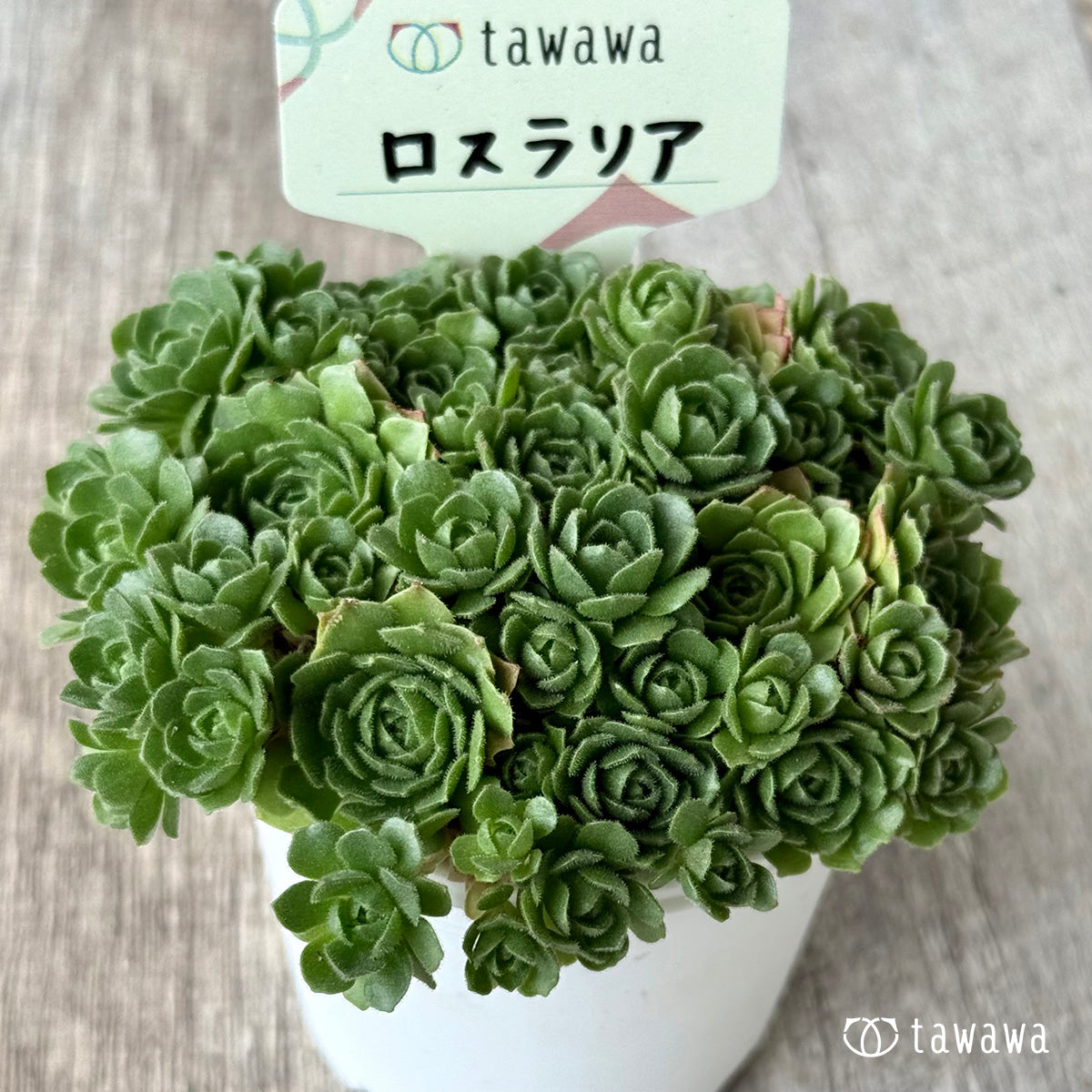 ロスラリア【tawawaハウス苗】