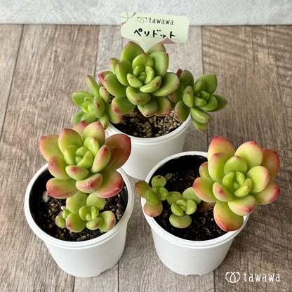ペリドット【tawawaハウス苗】