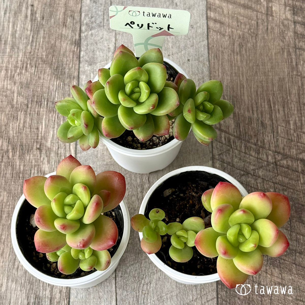 ペリドット【tawawaハウス苗】