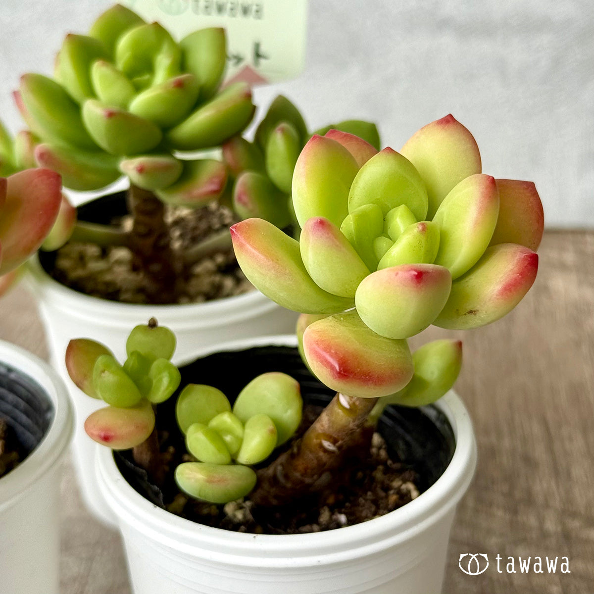 ペリドット【tawawaハウス苗】