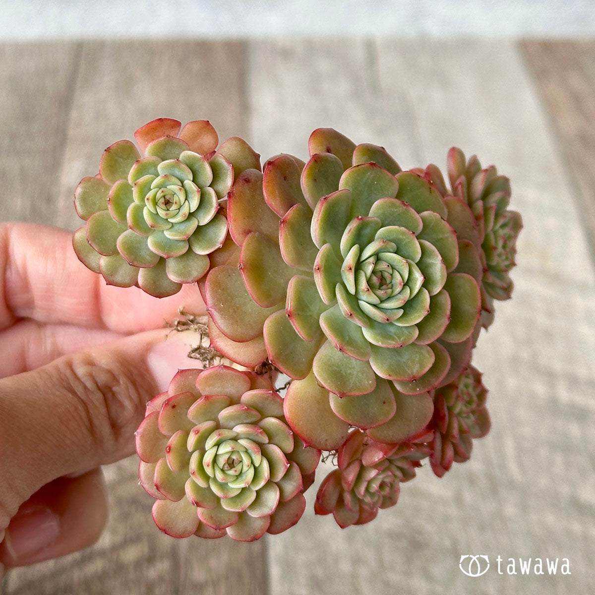 sugar succulents Sugar baby – 多肉植物の通販・販売サイト tawawa