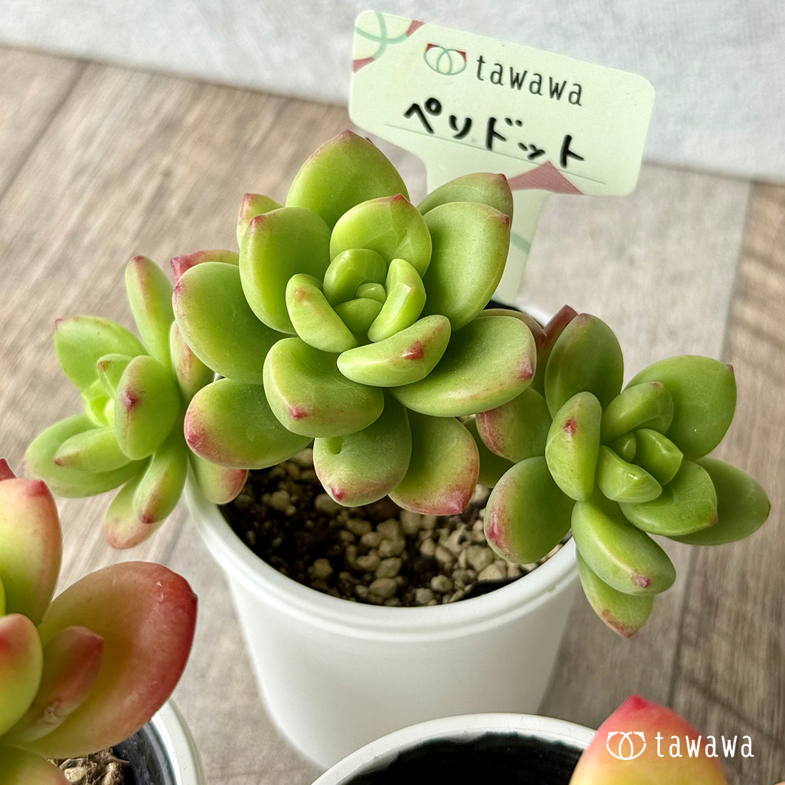 ペリドット【tawawaハウス苗】