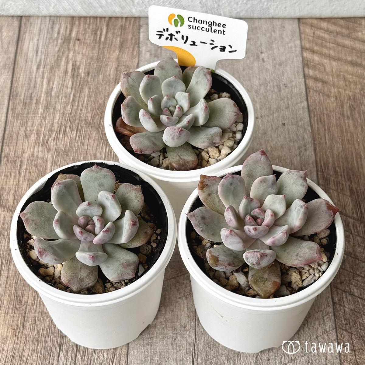 【チャンフィ苗@1980】キスミー(5頭) チャンフィ苗@1980】キスミー(5頭) チャンフィ苗@1980】キスミー(5頭