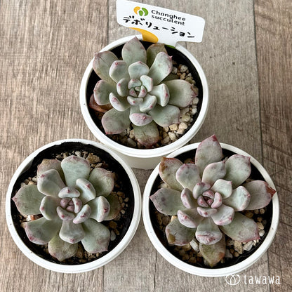 ＊新発売＊　デボリューション（チャンヒー農園）【tawawaハウス苗】
