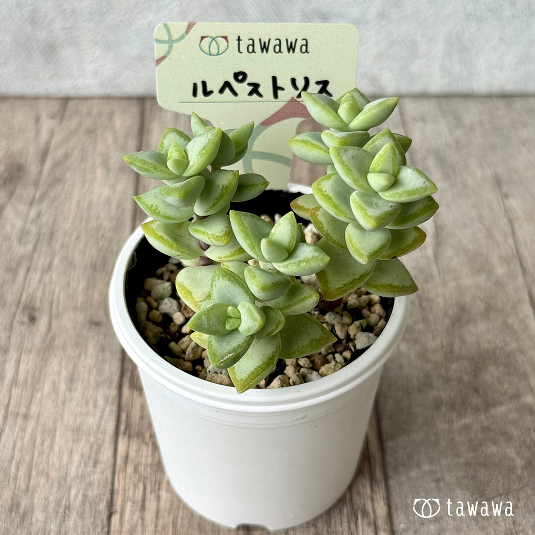 ルペストリス【tawawaハウス苗】