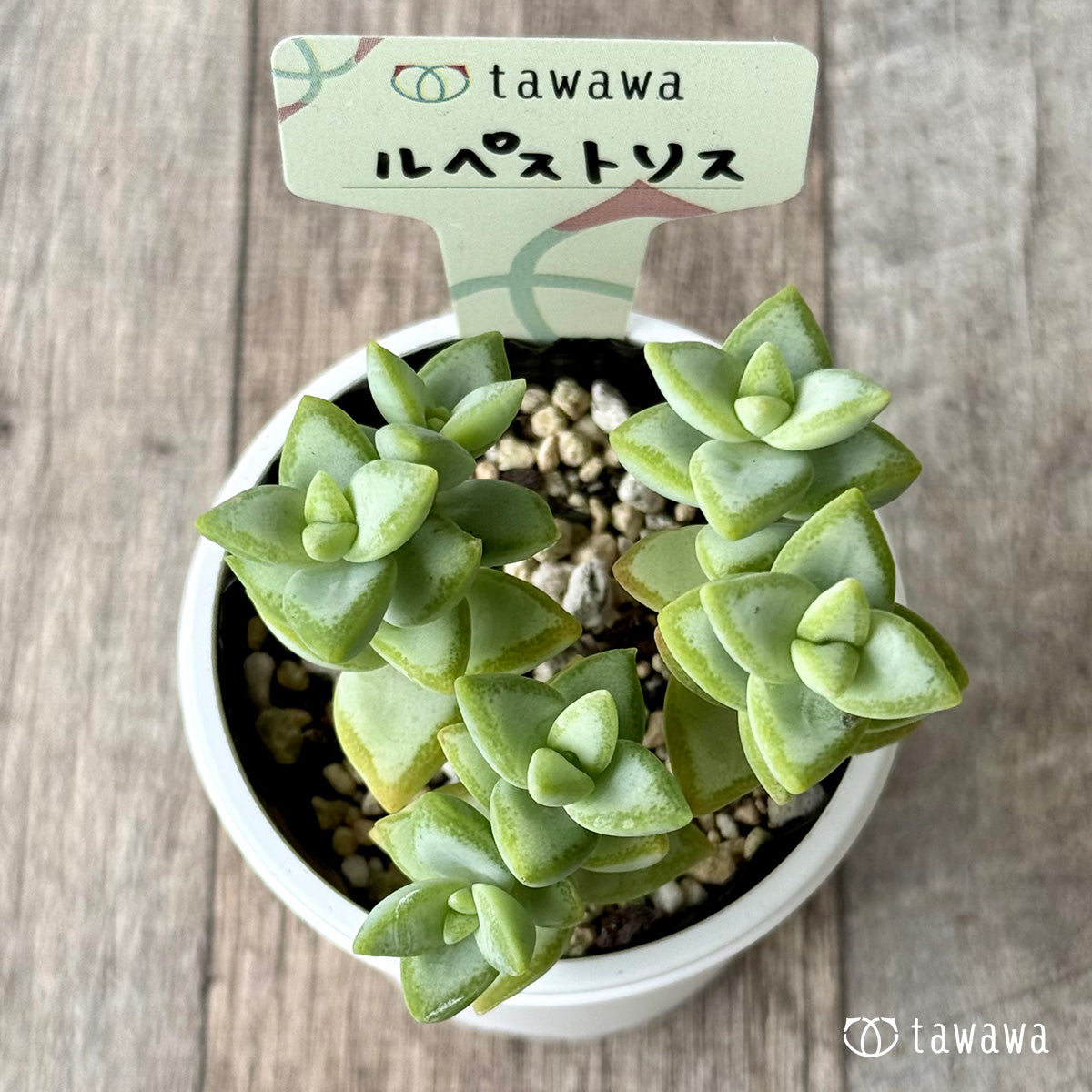 ルペストリス【tawawaハウス苗】